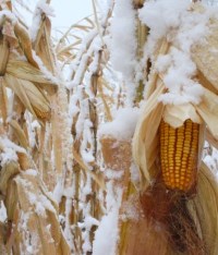 Bitcorn Harvest #4