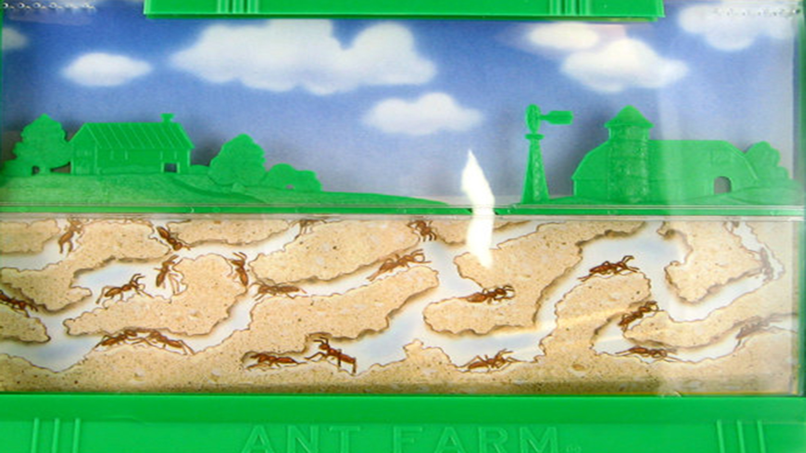 Ant Farm