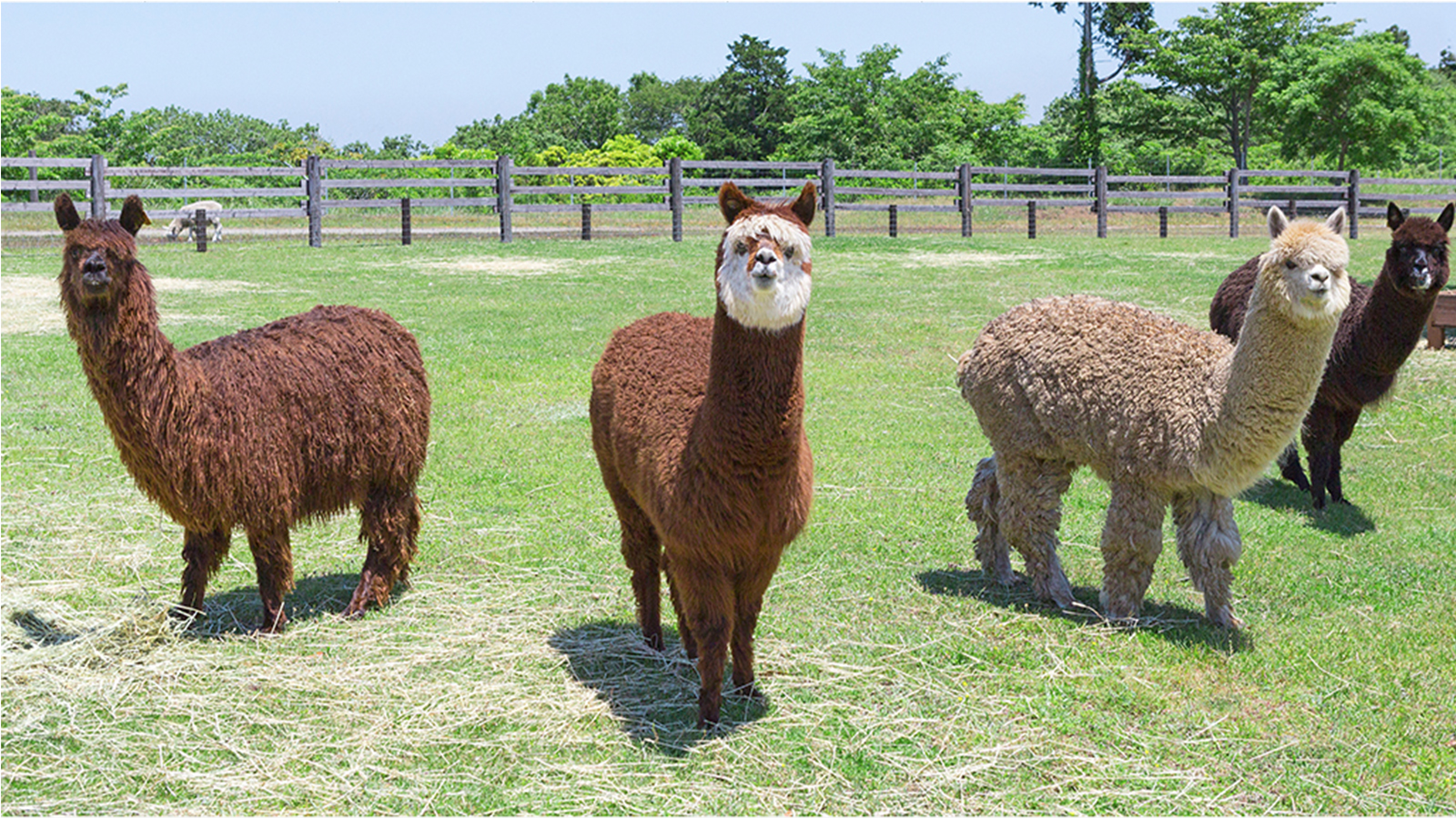 Saint Laurent Farm